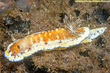 nudibranch