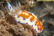 nudibranch