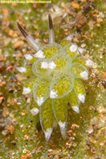 sea slug