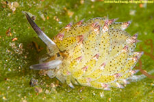 sea slug