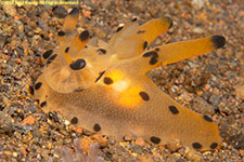 nudibranch