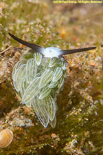 sea slug