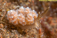 nudibranch