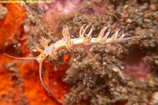 nudibranch