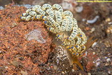 nudibranch