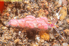 nudibranch