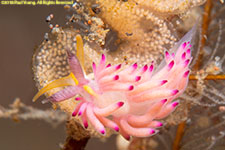 nudibranch