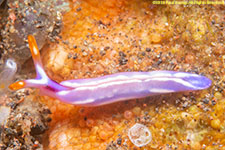 sea slug