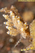 nudibranch