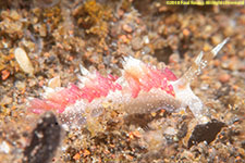 nudibranch