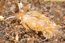 nudibranch