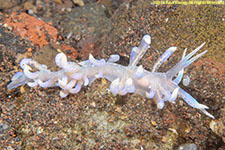 nudibranch