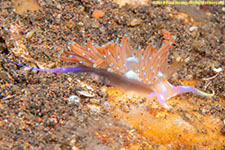 nudibranch