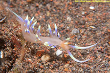 nudibranch