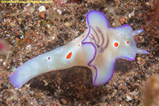 nudibranch