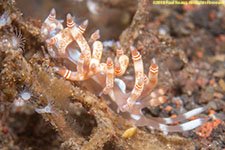 nudibranch