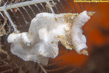 nudibranch