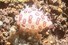 cowrie