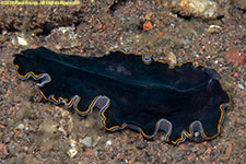 flatworm