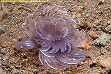 feather duster worm