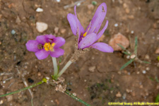 crocuses