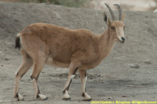 ibex