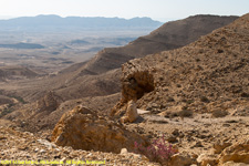 crater and flowers