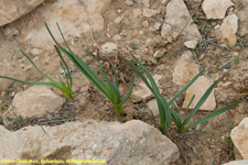 daffodils