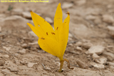 yellow blossom