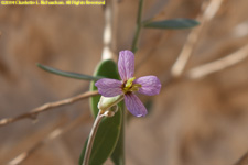 phlox