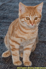 ginger cat