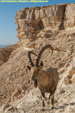 ibex ram