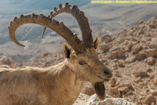 ibex ram