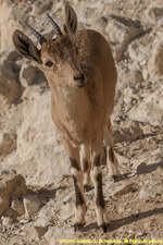 ibex ewe