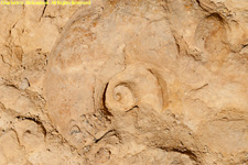 ammonite fossil