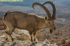 ibex ram