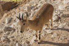 ibex ewe