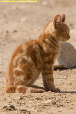 ginger cat