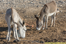 donkeys