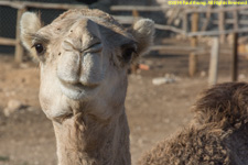 camel closeup