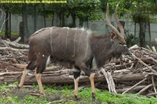 nyala