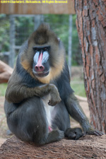 mandrill