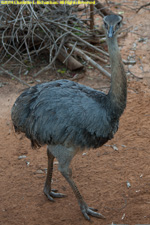 emu