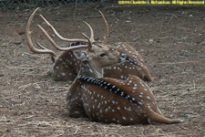 red deer