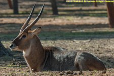 male waterbuck