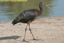 glossy ibis