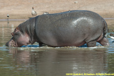 hippo