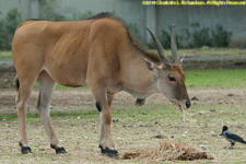 eland