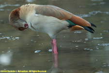 Egyptian goose