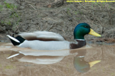 mallard duck